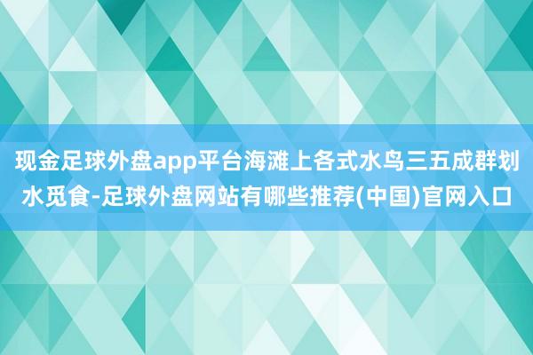 现金足球外盘app平台海滩上各式水鸟三五成群划水觅食-足球外盘网站有哪些推荐(中国)官网入口